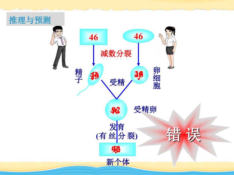 21减数分裂中的染色体行为_第3页