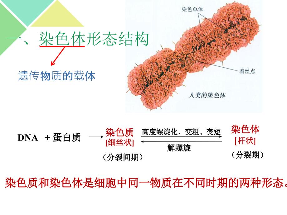 21减数分裂中的染色体行为_第4页