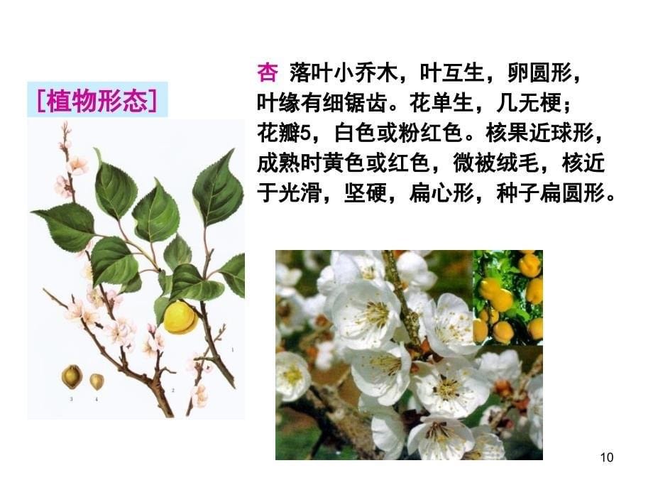 生药学蔷薇科_第5页