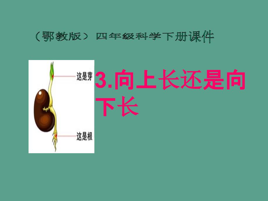 四年级下册科学第3课向上长还是向下长2鄂教版ppt课件_第1页