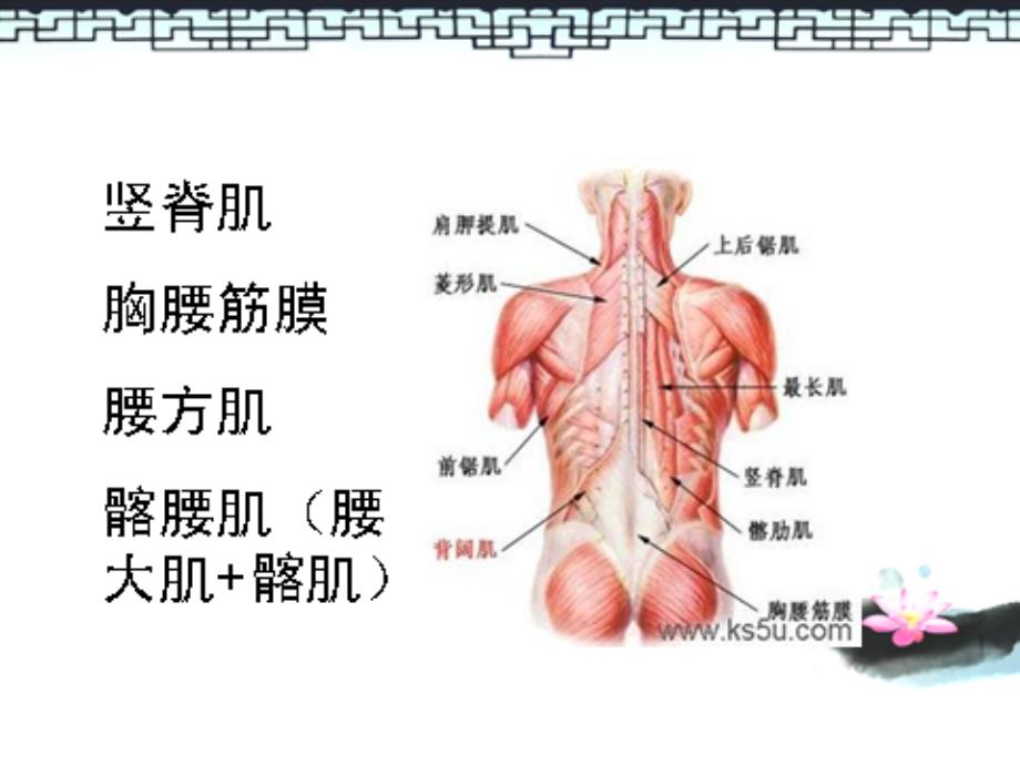 电针排刺配合走罐治疗腰背肌结膜炎_第4页