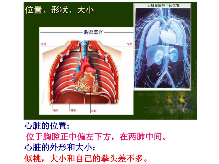 443（1）输送血液的泵心脏1_第3页