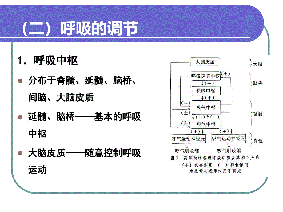 呼吸的观察与护理_第3页