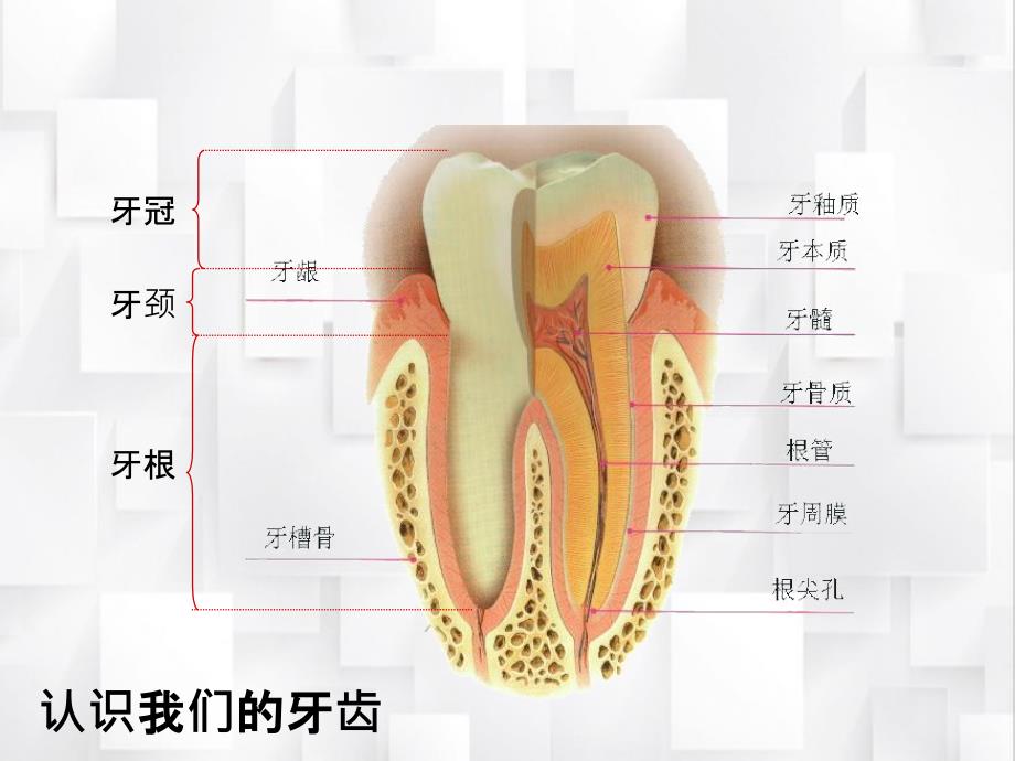 健康口腔幸福家庭_第3页