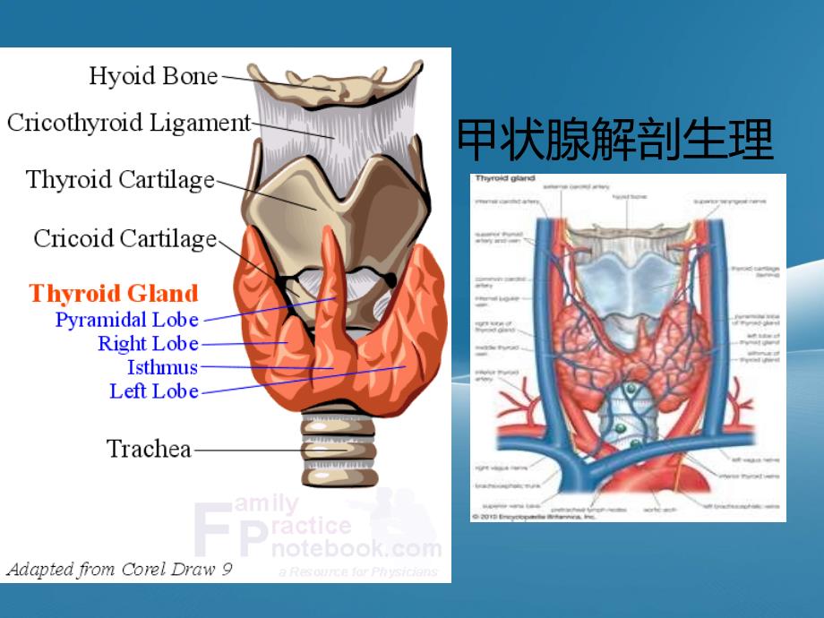 甲状腺围手术期护理PPT课件02_第4页