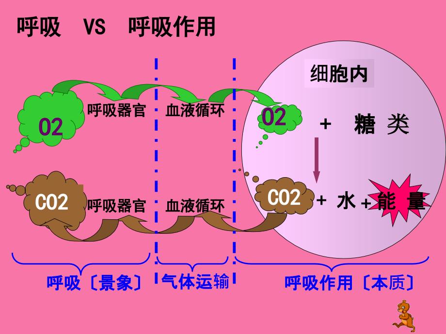 高三复习光合作用呼吸作用ppt课件_第3页