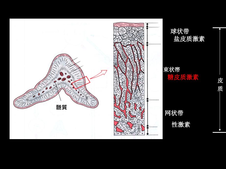 第三十五章肾上腺皮质激素类药物PPT课件_第3页