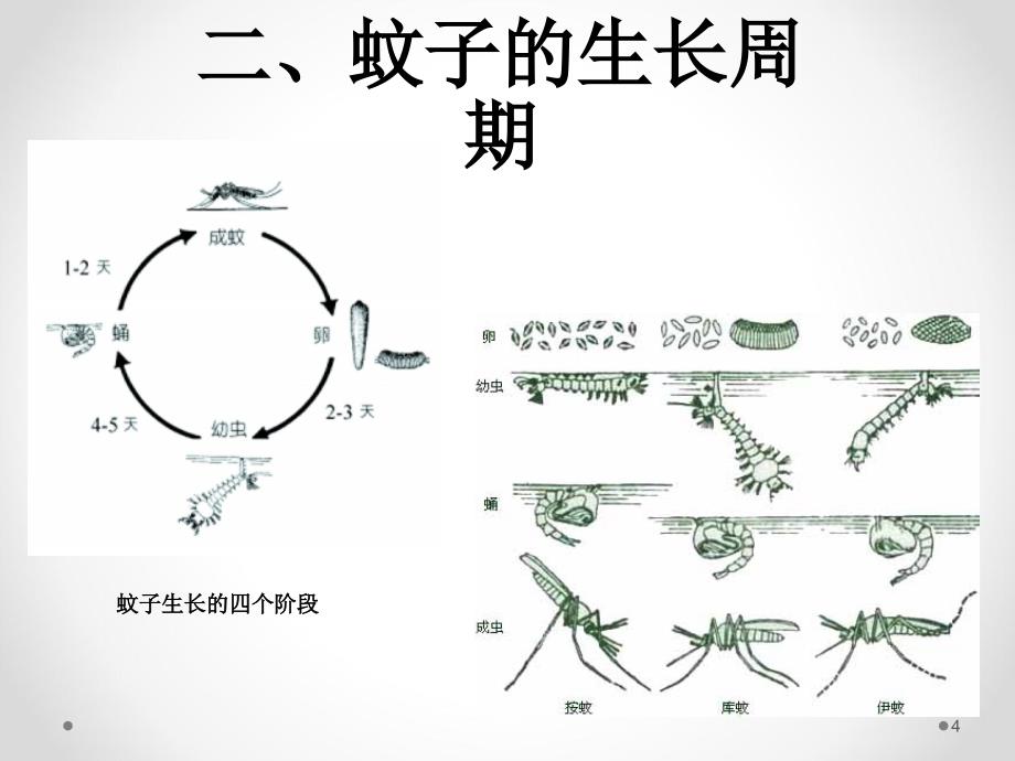 主题班会防蚊灭蚊ppt课件_第4页