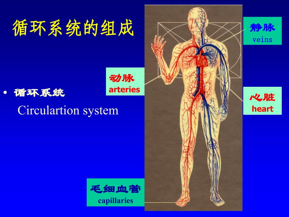 循环查体视触扣.ppt_第3页