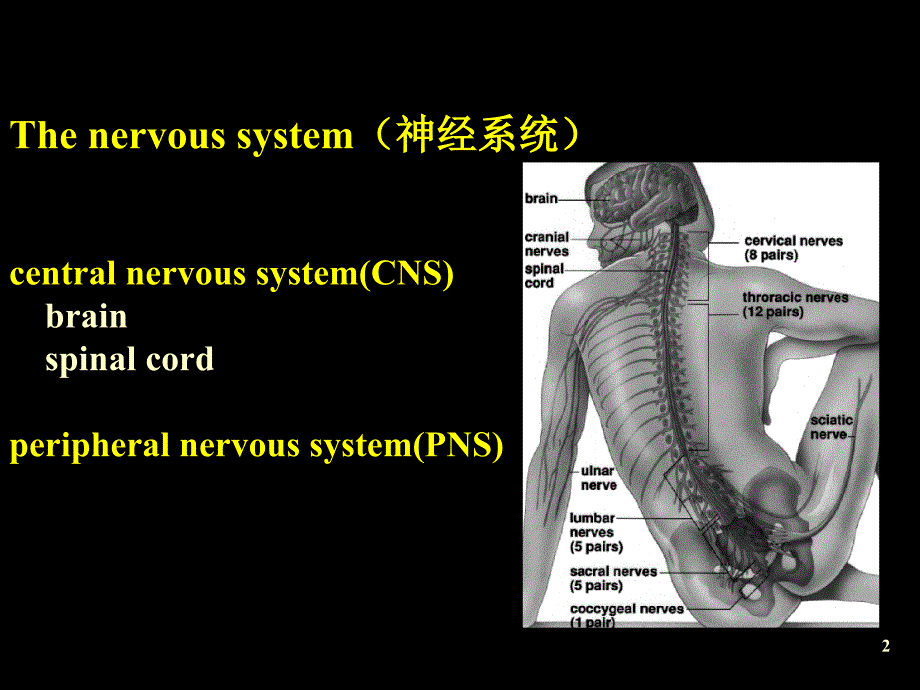 病理学教学课件：Disease of Central Nervous System_第2页