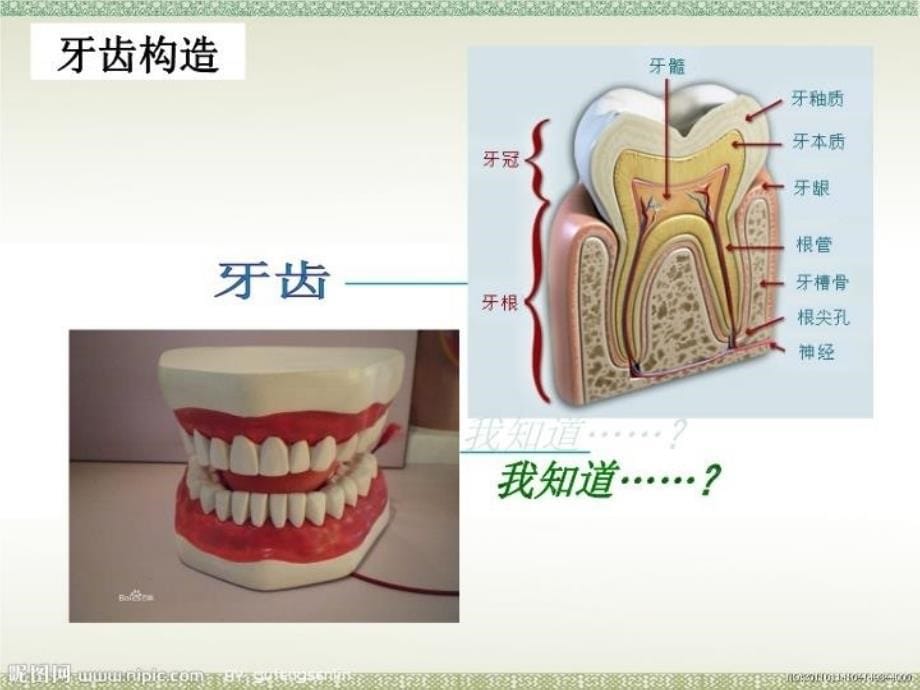 【精品】人教版小学三年级上册美术《刷牙》课件　（可编辑）_第5页