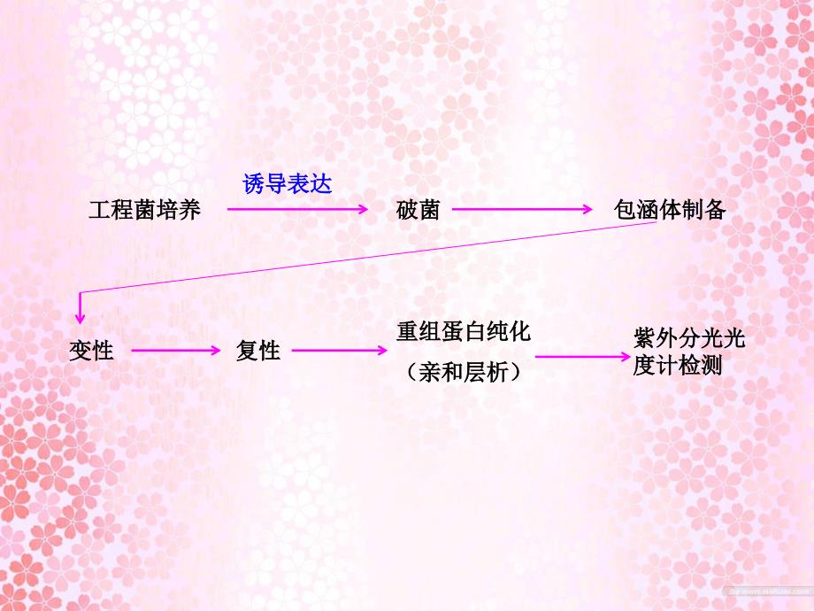 基因工程药物制备技术_第4页