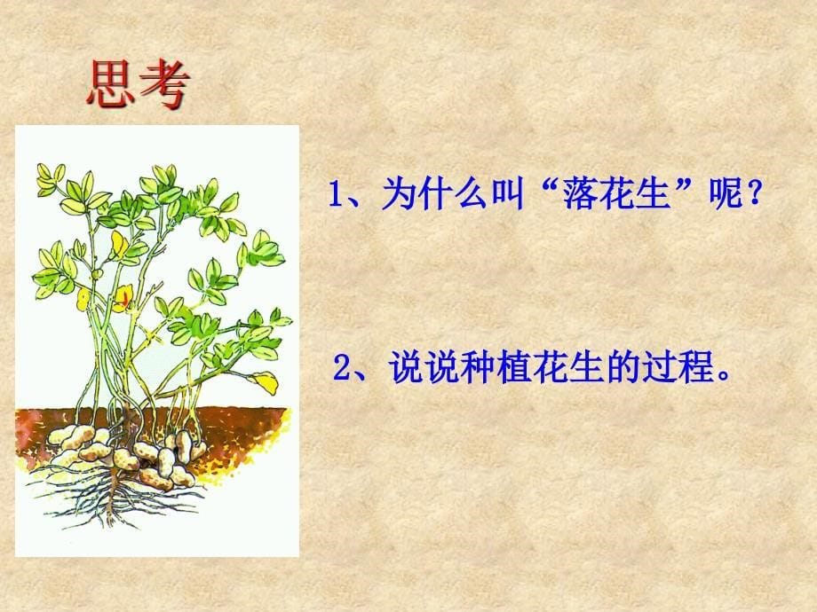 落花生 (6)_第5页