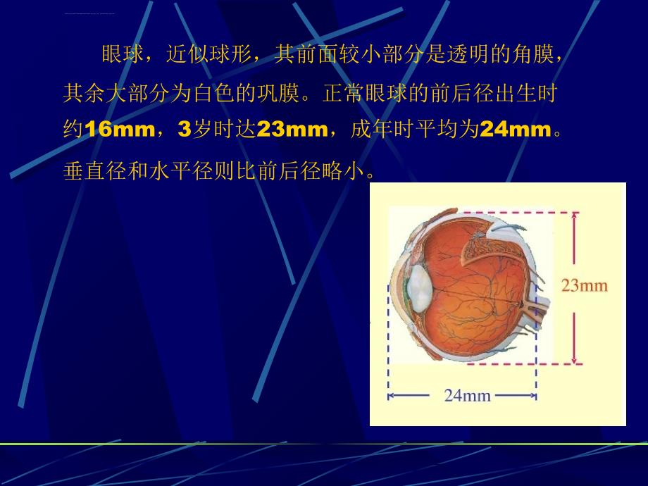 眼科的组织解剖ppt课件_第3页