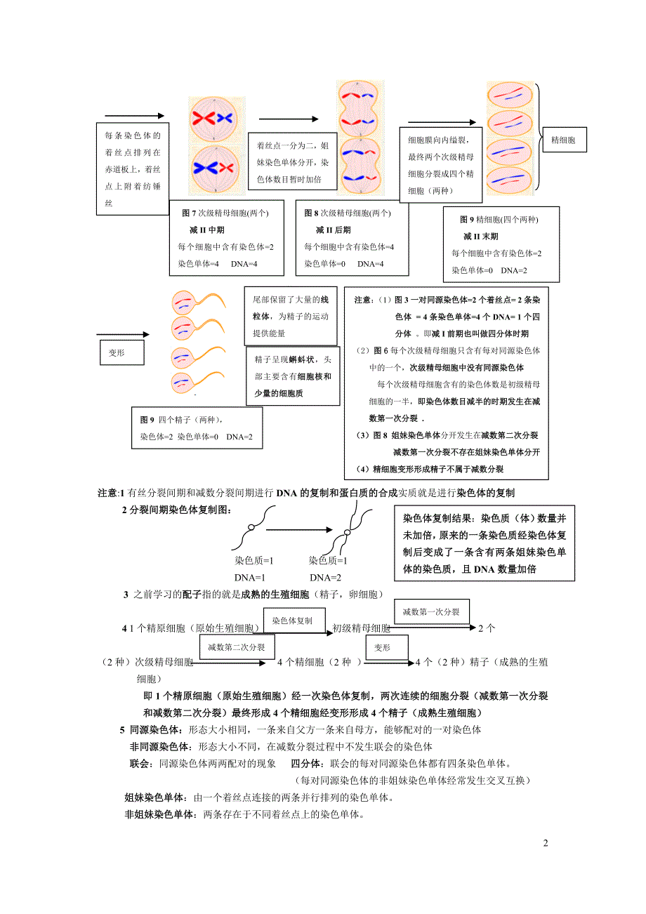 减数分裂知识总结_第2页