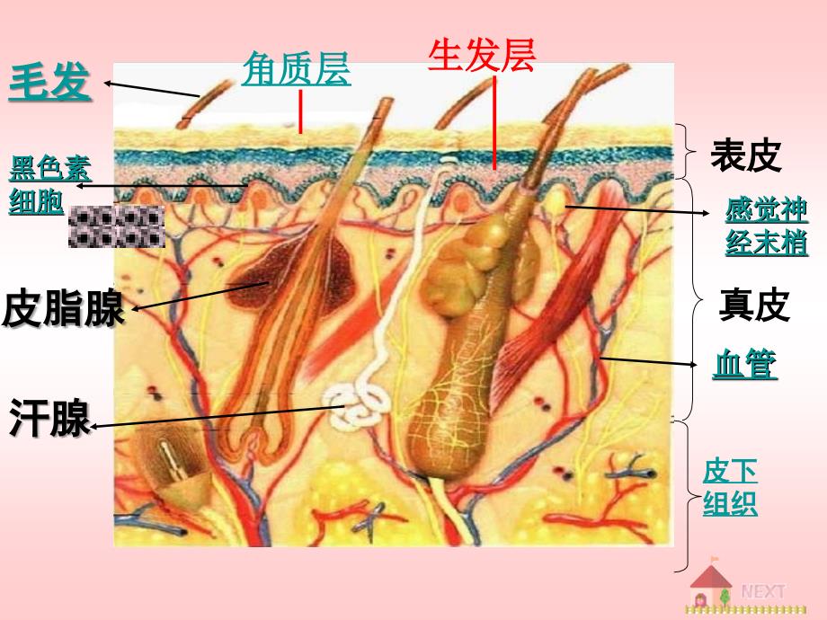 汗液的形成和排出_第3页