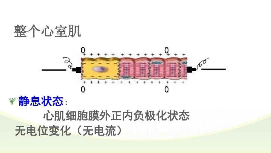 心电图基础PPT课件_第5页