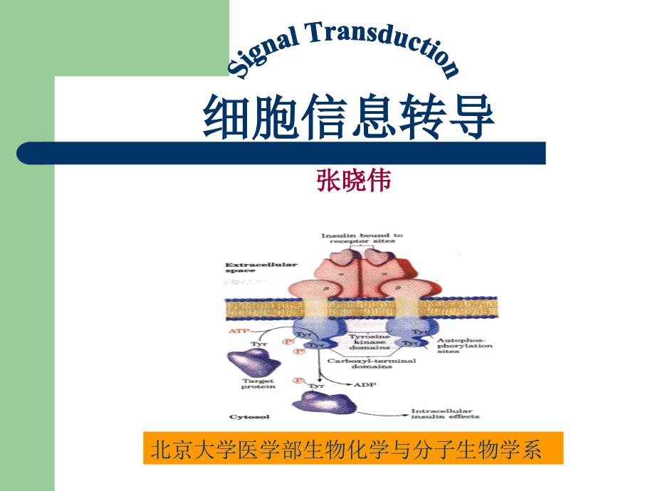 生物化学课件(杨洋)16信号传导_第1页