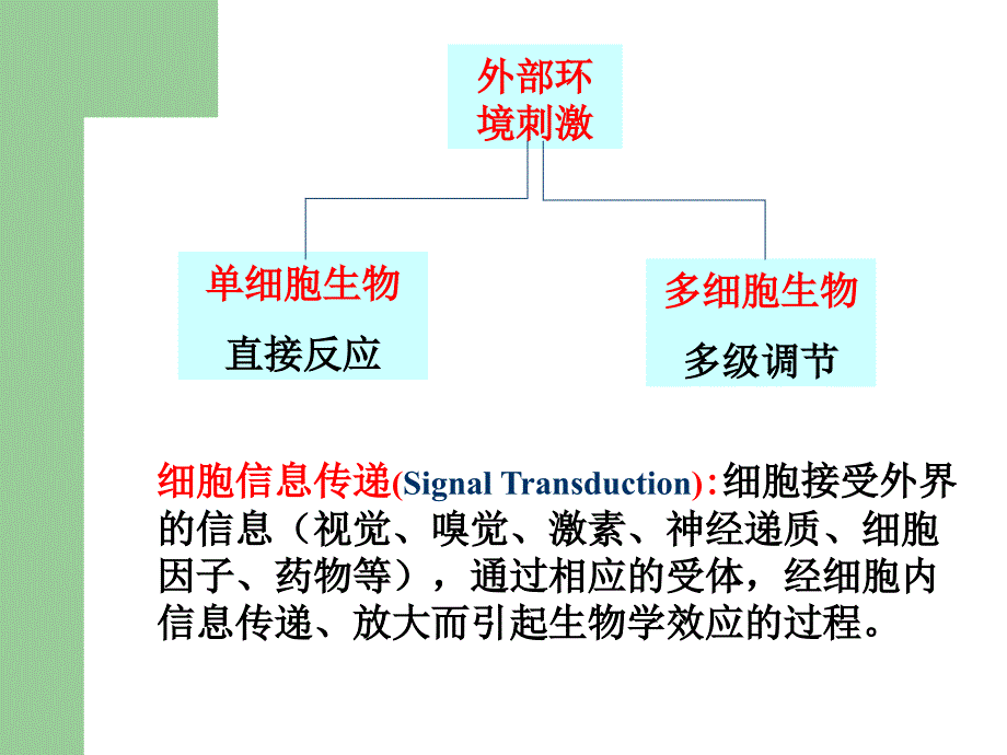 生物化学课件(杨洋)16信号传导_第2页