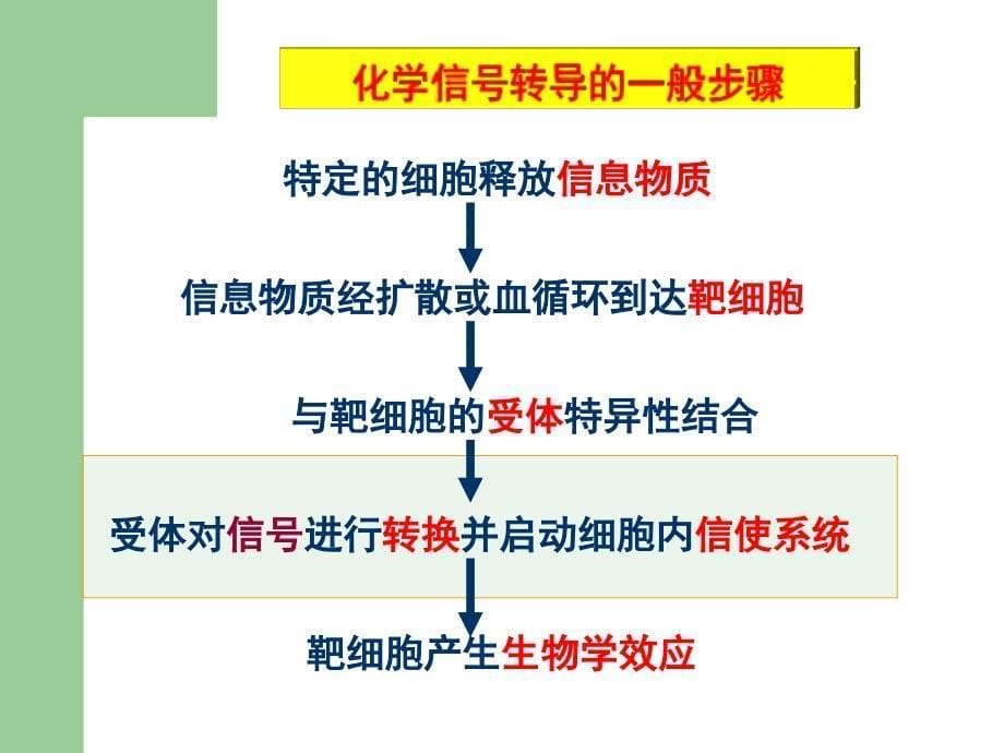 生物化学课件(杨洋)16信号传导_第5页