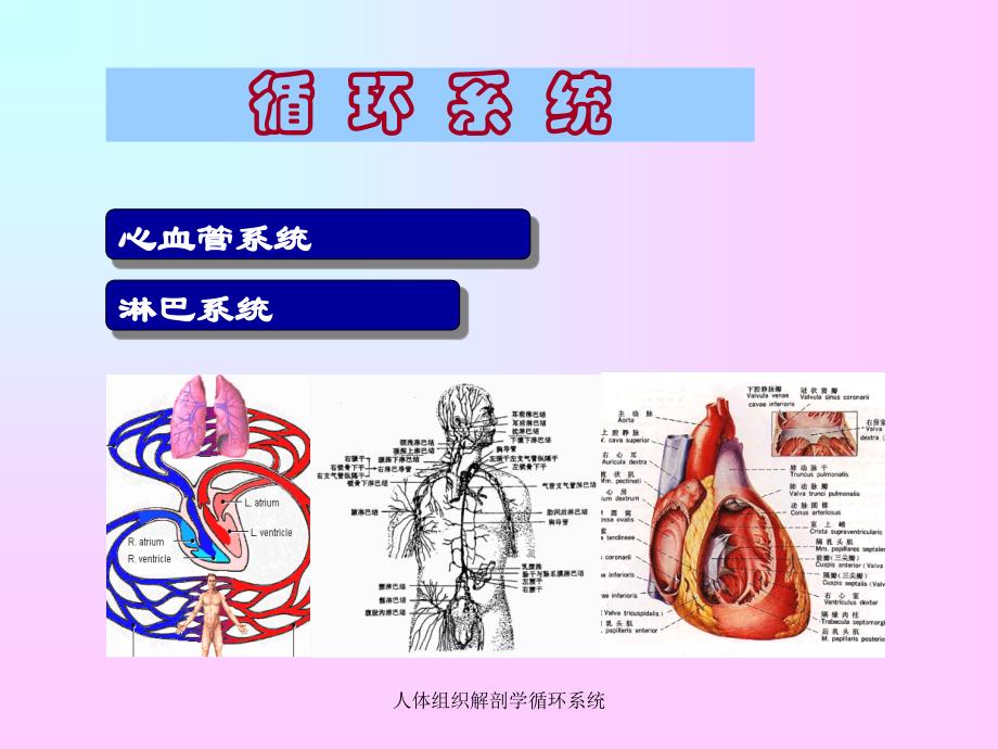 人体组织解剖学循环系统课件_第1页