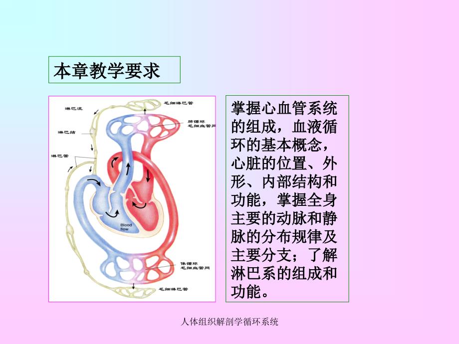 人体组织解剖学循环系统课件_第2页