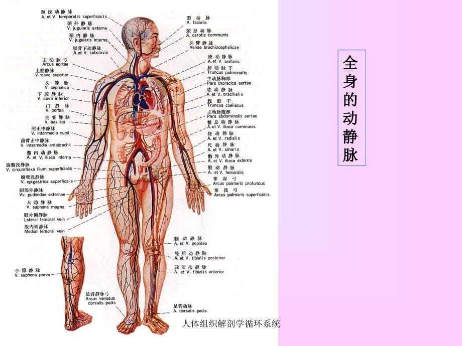 人体组织解剖学循环系统课件_第5页