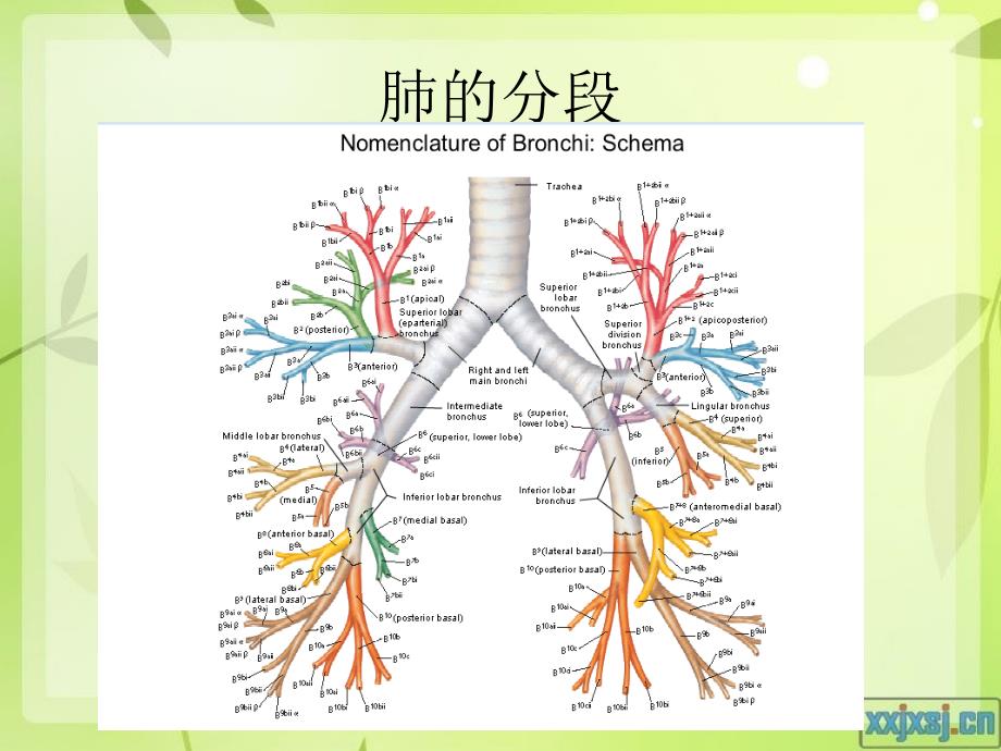 肺的分段与肺与纵膈的淋巴结分组 ppt课件_第3页