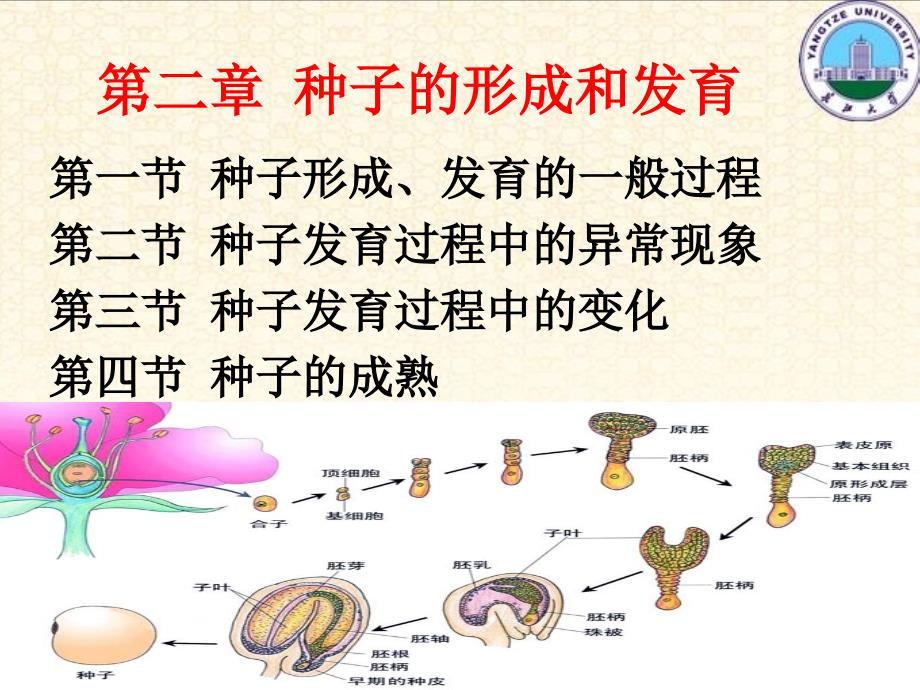 《种子的形成和发育》PPT课件.ppt_第2页