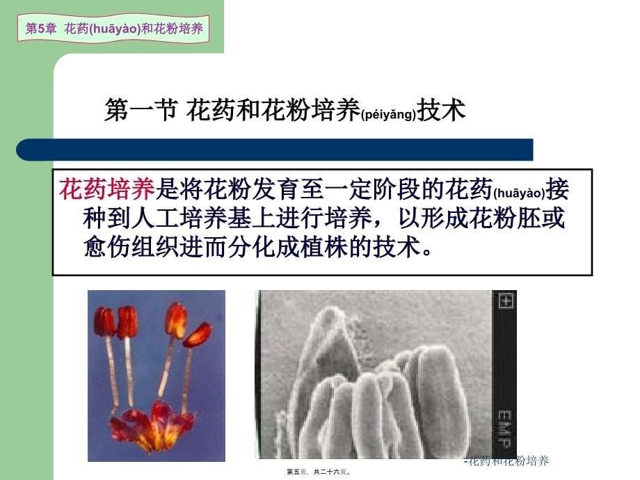 花药和花粉培养课件_第5页