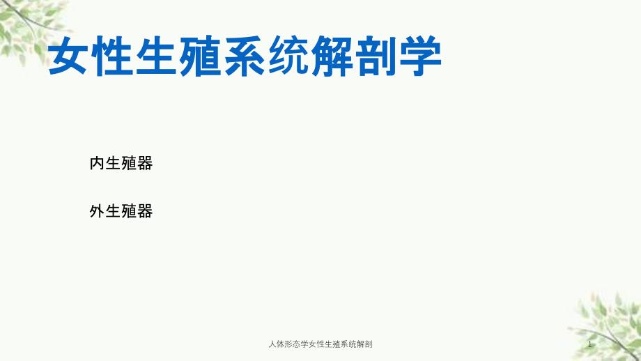 人体形态学女性生殖系统解剖课件_第1页