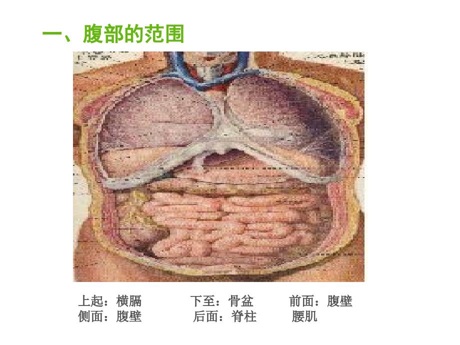 《健康评估腹部》PPT课件_第3页