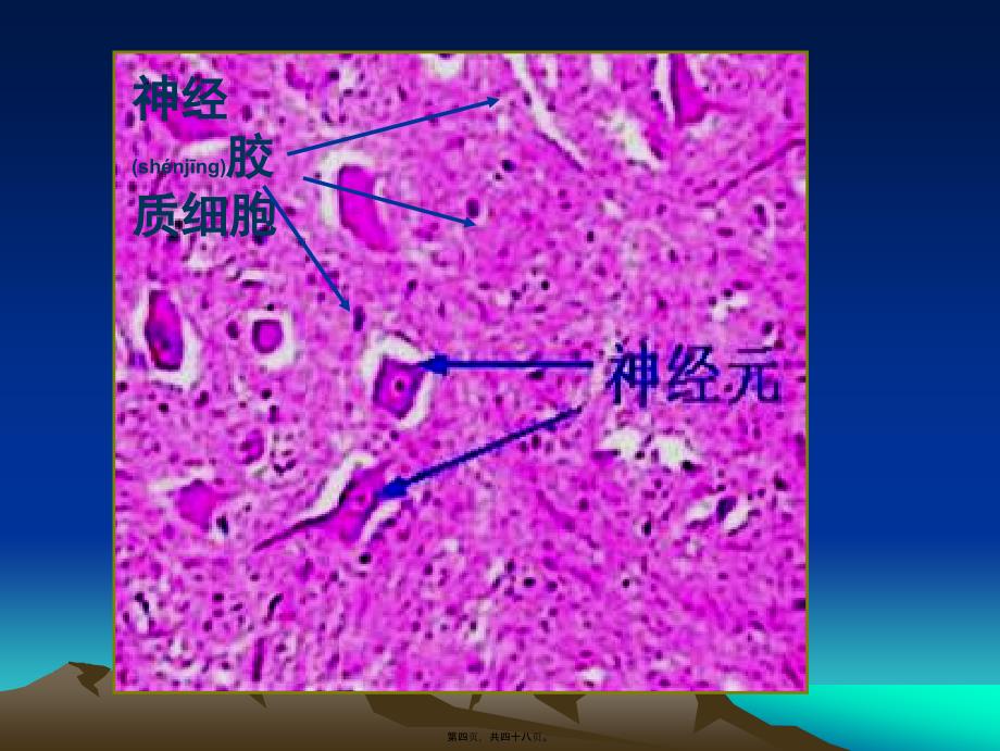 医学专题—第七章神经组织..4858_第4页