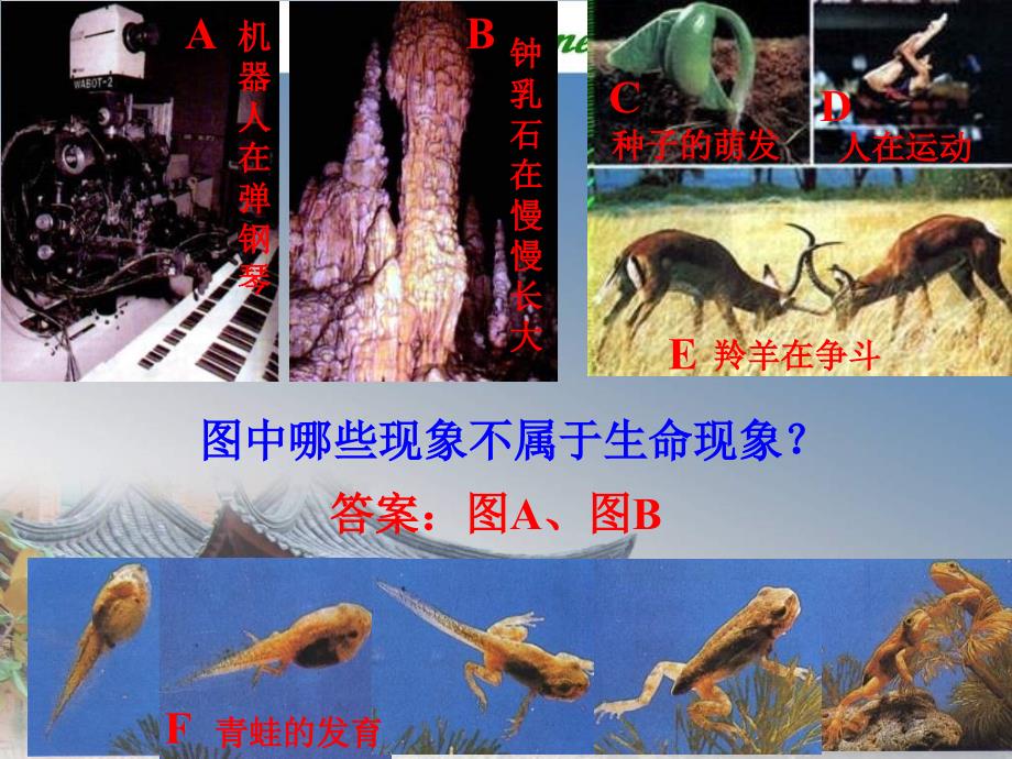 七年级生物生物与环境的关系_第1页