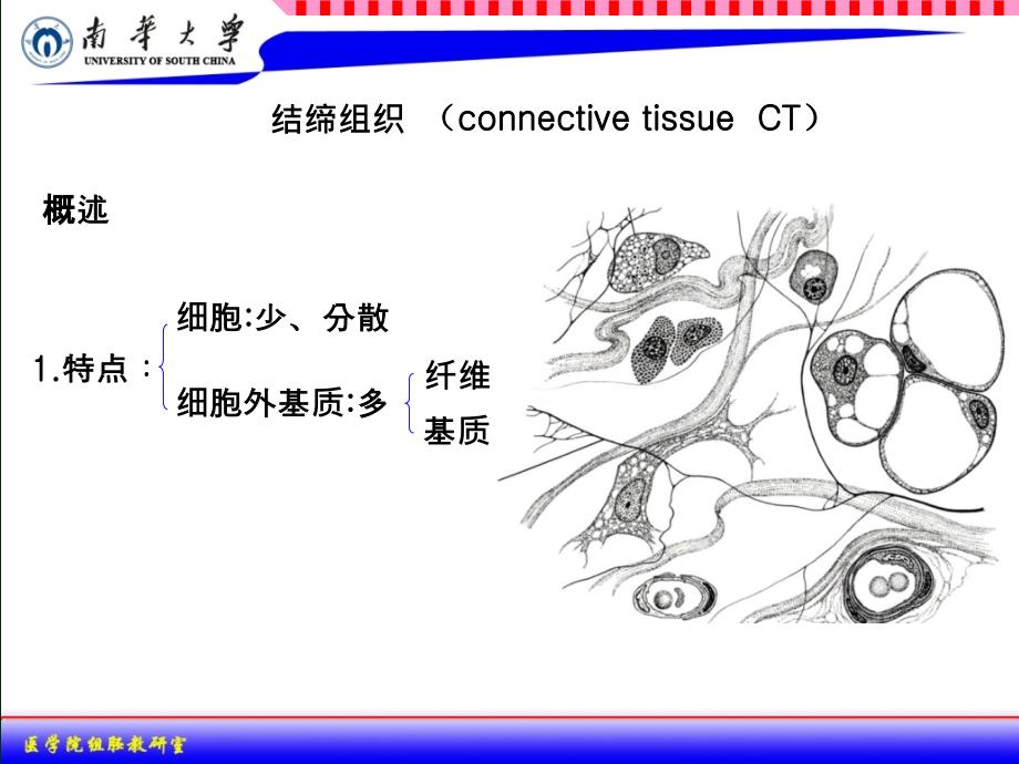 组织学与胚胎学：03结缔组织_第2页