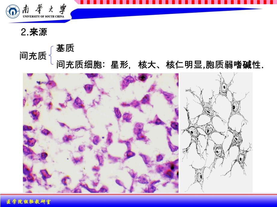 组织学与胚胎学：03结缔组织_第3页