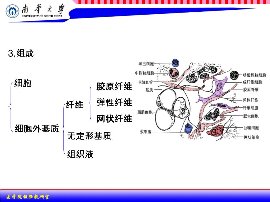 组织学与胚胎学：03结缔组织_第4页