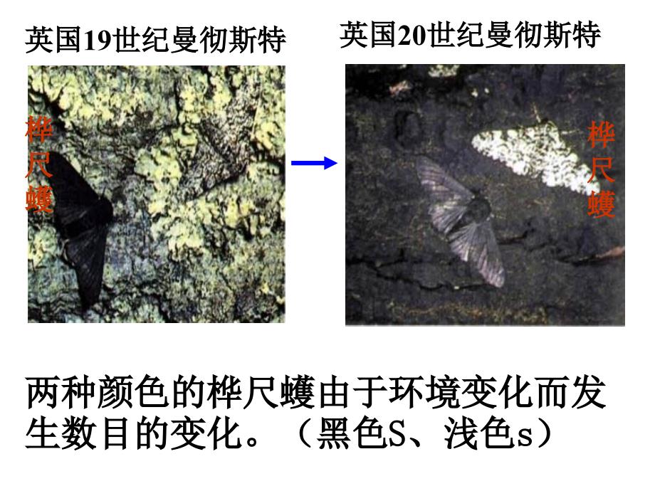 隔离与物种的形成课件新人教版必修2_第3页