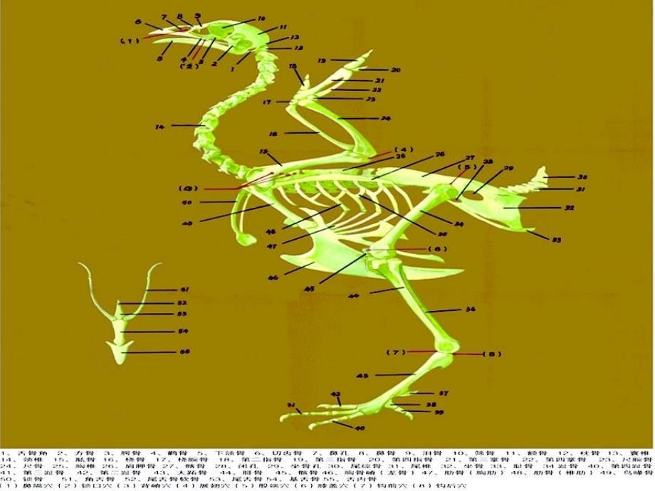 家禽解剖课件.ppt_第4页