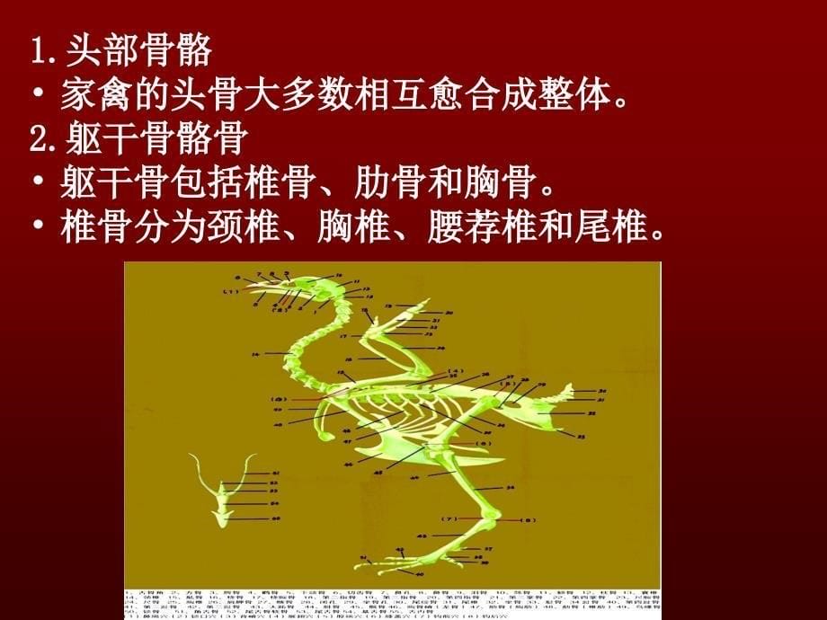 家禽解剖课件.ppt_第5页