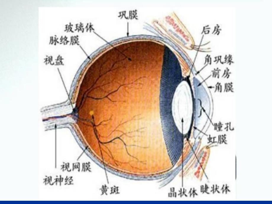 第十二章药物对眼的毒性作用_第3页