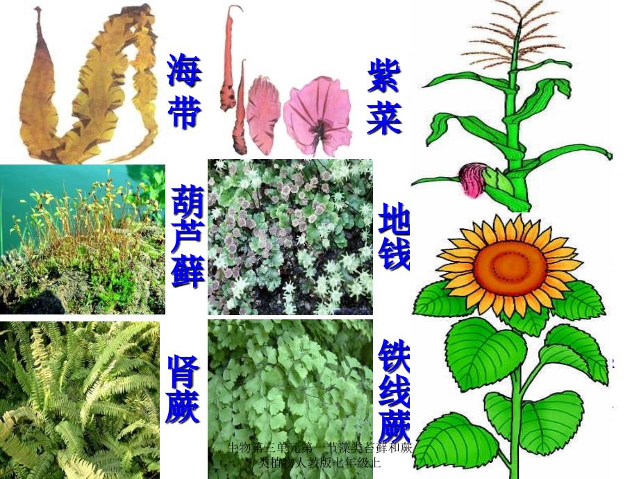 生物第三单元第一节藻类苔藓和蕨类植物人教版七年级上课件_第3页