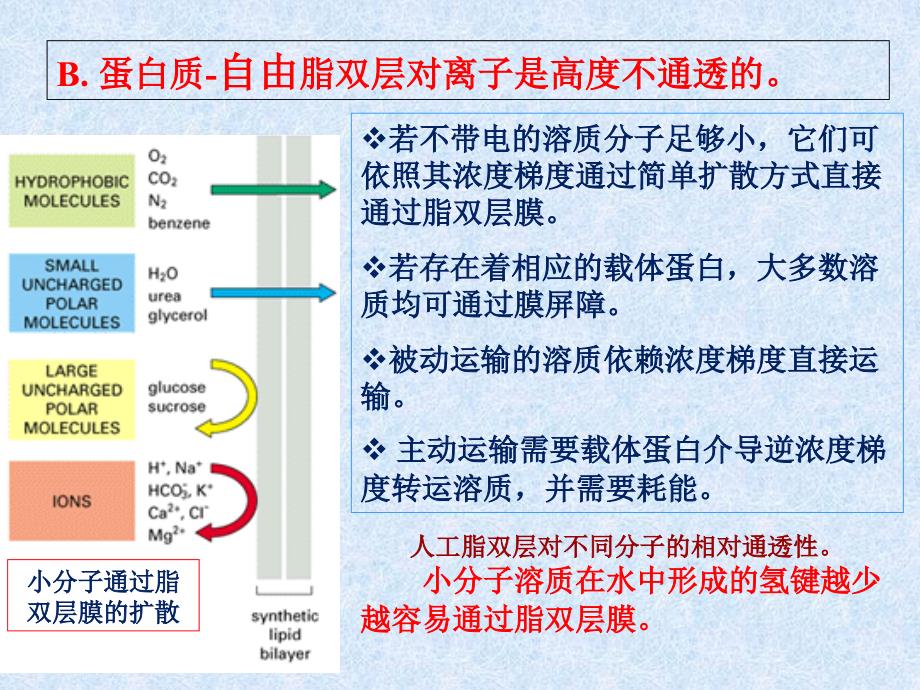 跨膜转运幻灯片_第3页