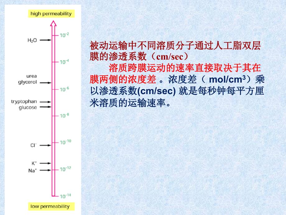 跨膜转运幻灯片_第4页