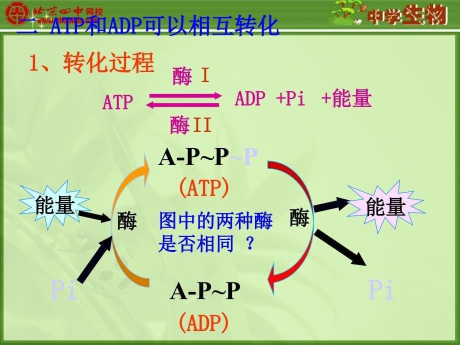 细胞中的能量供应和利用_第5页