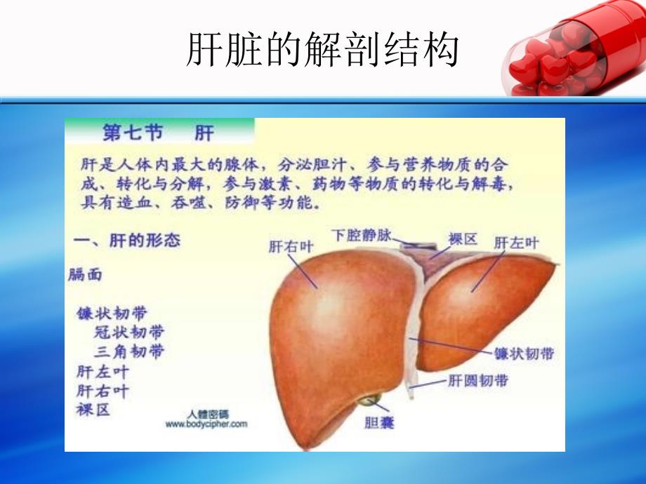 肝叶切除术后护理_第2页