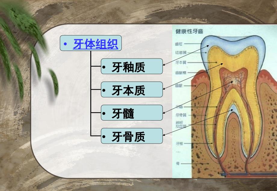 龋病和龋病预防课件_第4页