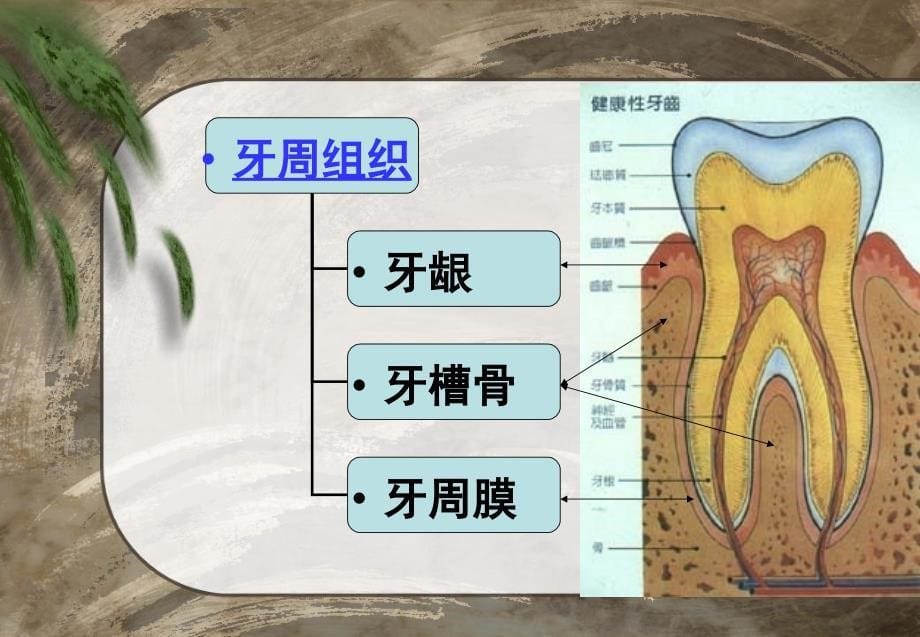 龋病和龋病预防课件_第5页