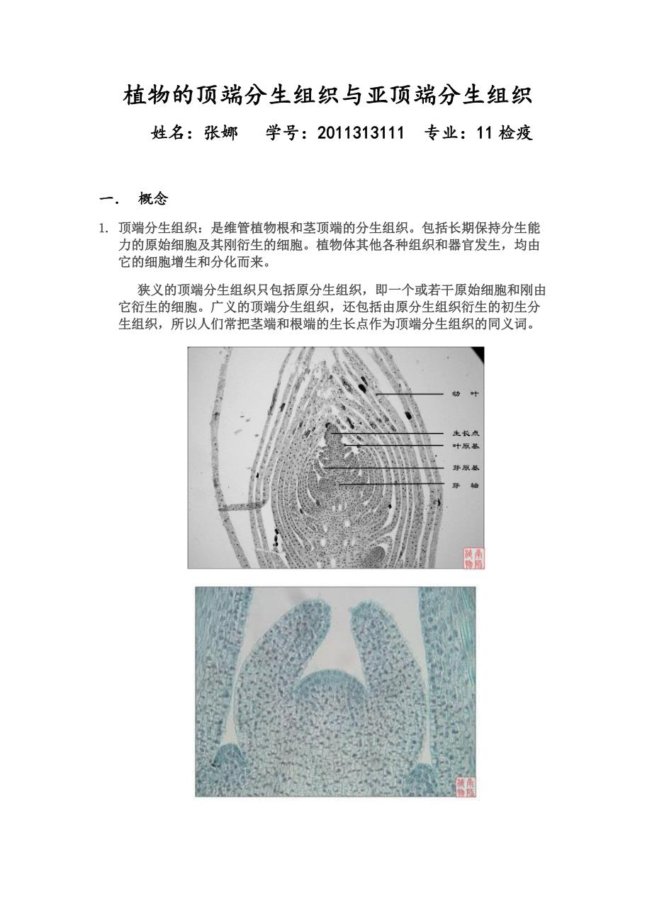 植物的顶端分生组织与亚顶端分生组织.doc_第1页