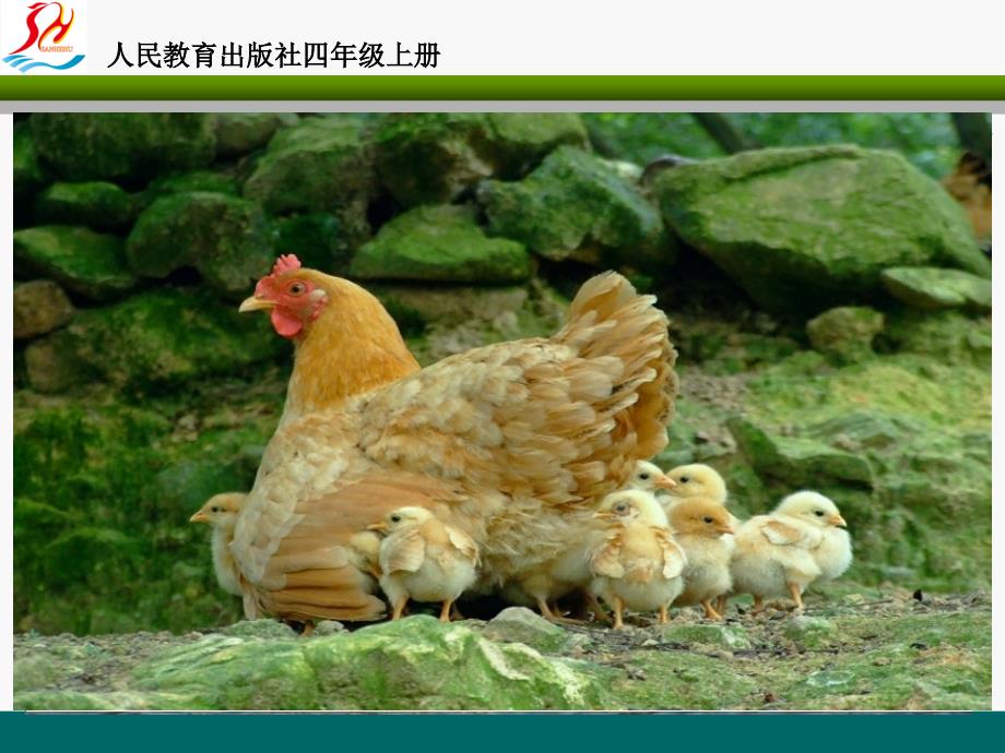 人教版小学学语文四年级上册我眼中的小狗习作指导课_第1页